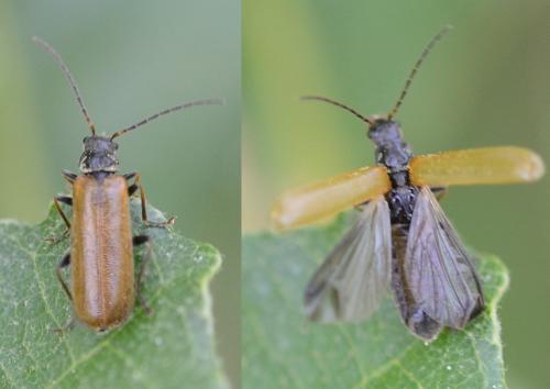 Rhagonycha sp.